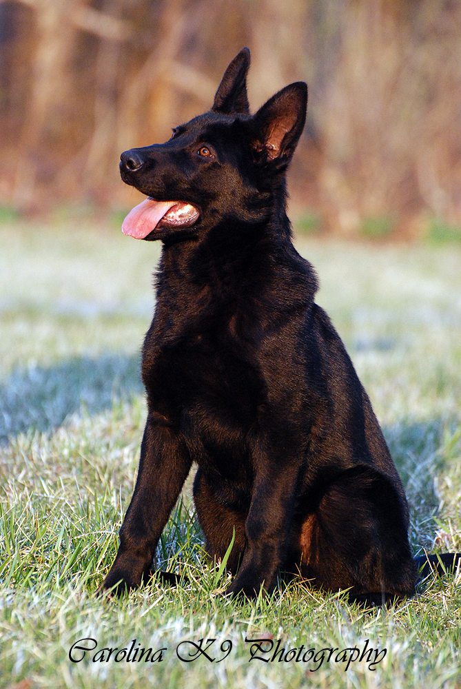 Brindle german shepherd hot sale puppy for sale