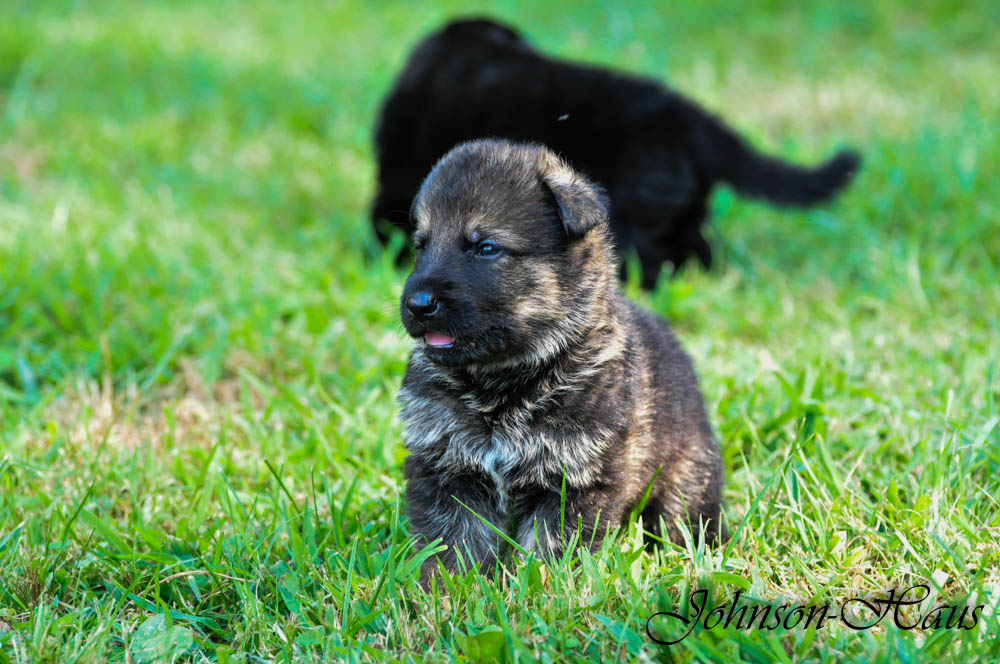 german shepherd puppies md german shepherd puppies dc metro area frederick maryland german shepherd puppies md german shepherd puppies dc metro area frederick maryland
